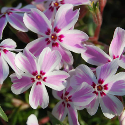 Candy Stripes Creeping Phlox Plant Live in Pot, Perennial Growing, Size 3-6" in Tall Groundcover Spring Blooms