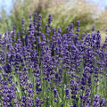 2 Phenomenal Lavender Live Plants, Fragrant Lavender Flowering Herb Plants, 4-8" Tall, Well Rooted for Gardens, Containers and Landscaping