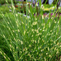 Miscanthus Grass Plant, Gold Yellow Maiden Grass Perennial Miscanthus - 2.5" Pot