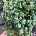 String of Turtles Succulent, Live Trailing Houseplant, Hanging String of Turtles Plant in 3 Inch Pot