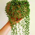 String of Pearls Plant Live, Variegated String of Pearls Plant Live, Succulent Vine Plant Live for Hanging Baskets, 4 Inches Pot