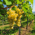 Golden Yellow Grape Vine Live Plant 1-2 Year Old, Sweet Grape Plant Live for Growing, Grape Fruit Well Rooted Plant