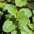 Set 4 Mojito Mint Plants, 4 to 7 Inch Tall Fresh Herb Starter Plant, Without Pot, Mint Live Plant for Patio and Garden, Culinary Herbs Fragrant Leaves