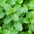 Mojito Mint Herb Plant for Planting, Perennial Mint Plant, Fragrant Mints, 5-7 Inches Tall, Well Rooted, Ready to Grow