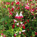 Set 4 Hot Lips Salvia Plants 4-7 Inches, Vibrant Red and White Salvia Flowers, Hardy Perennial for Garden and Landscape