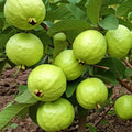 Guava Tree Live Plant 6-9” Tall, Tropical Guava Seedling for Garden and Container Growing (White Guava)