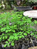 Malunggay Plant Live in Pot, 1 Moringa Oleifera Drumstick Horseradish Tree 6"-8" Tall from Bottom Pot for Planting