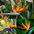 Orange Bird of Paradise Plant Live, 6 to 10" Tall, Well Rooted, Strelitzia Reginae Houseplant Indoor Outdoors Garden
