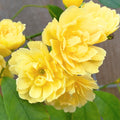 Yellow Rose Bushes Ready to Plant, Roses Live Plants Fragrant, 6-8 Inc Tall in Pot, Year-Round Blooming, Can Grow as Bush or Climber