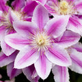Clematis Vine Plant Live for Planting Outdoor, Clematis Plants Live, 4 to 6 Inch Tall, 2.5 Inc Pot, Perennial Fragrant Flowers Plant, Pink Clematis