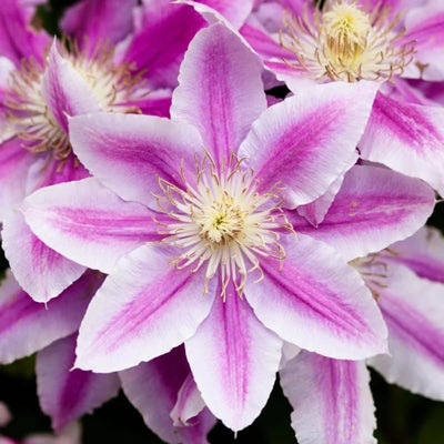 Clematis Vine Plant Live for Planting Outdoor, Clematis Plants Live, 4 to 6 Inch Tall, 2.5 Inc Pot, Perennial Fragrant Flowers Plant, Pink Clematis