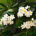 Plumeria Plant Live, White Plumeria Fragrant Flower Plant, Tropical Plant from 5 to 7 Inc Tall