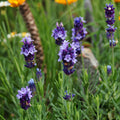 Lavender Plant Live, Blue Lavender Plant Live Indoor Outdoor, Vibrant Bloom, 8 to 10 Inc Tall, Quart Pot, Fragrant Lavandula Seedling for Patio and Container