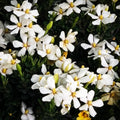 Gardenia Tree Live Plant, Hardy Daisy Gardenia, Fragrant White Flowering Tree Shrub, 2.5 Inch Pot, Zones 6-10