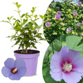 Hibiscus Rose of Sharon Plant Live, 4" Potted Althea Syriacus Flowers for Spring Planting, Hardy Shrub with Vibrant Blooms (Single Blue)