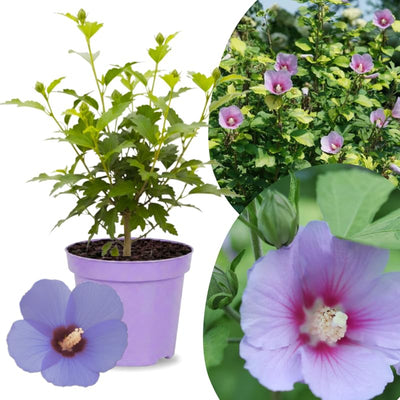 Hibiscus Rose of Sharon Plant Live, 4" Potted Althea Syriacus Flowers for Spring Planting, Hardy Shrub with Vibrant Blooms (Single Blue)