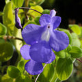 Pack of 4 Concord Blue Streptocarpella Plants Live, Common Flowers Starter Size 4-6", Streptocarpus False African Violet, Ladyslipper Primose Indoor Outdoor Planting