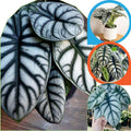 2 Silver Dragon Alocasia Plants Live Houseplant for Indoor Outdoor Growing, 4 to 8 Inches Tall, Rare and Hardy