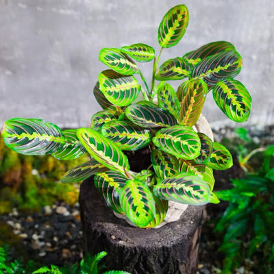 2 Maranta Prayer Plants Live, Tropical Maranta Plant, Indoor Houseplant in 3 Inch Pot for Hanging Basket, Easy to Grow, 3-5'' Tall