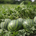 3-5 Inch Tall Sweet Red Watermelon Live Plant