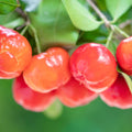 2 Barbados Cherry Tree, Edible Cherry Fruit Tree, Tropical Fruit Plant, 4-7 Inch Tall, Ready to Grow
