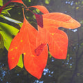 Sassafras Live Tree, 1-2 Feet Tall, Deciduous Landscape Tree