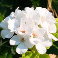 White Geranium Plants Live, Hardy Annual Geranium Live Plant from 3 Inc, Flowers Planting for Outdoor, Indoor Garden