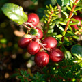 Red Lingonberry Plant Live, Sweet Berry Starter Plants, 4 to 6 Inch Tall Lingonberry Plants, Live Red Berry Plant for Outdoor