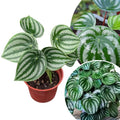 Peperomia Live Plant in 4 Inch Pot, Watermelon Peperomia Plant, Rare Peperomia Live Plants, Unique Variegated Foliage, 4-6 Inch Tall