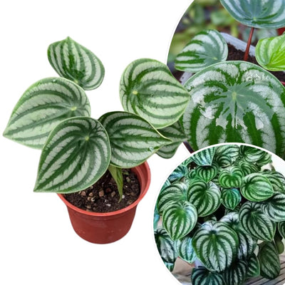 Peperomia Live Plant in 4 Inch Pot, Watermelon Peperomia Plant, Rare Peperomia Live Plants, Unique Variegated Foliage, 4-6 Inch Tall