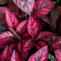 Red Polka Dot Plant, Polka Dot Plant Live Houseplants 3 Inches Pot