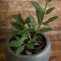 Bay Leaf Plant Live, Bay Laurel Culinary Herb, 5–8 Inches Tall, Well Rooted Starter Plant, No Pot, Ready for Indoor or Outdoor Growing