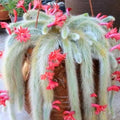 Trailing Monkey Tail Cactus Live Plant, Rare Succulent Plant for Indoor Growing, Pots and Hanging Planters