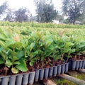 Live Pink Guava Plant Tree, Sweet Fragrant and Cold Hardy Very Well Rooted, 5 to 10 Inc Tall in 4 Inches Pot