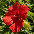 2 Red Hibiscus Plants Live 5-9" in Tall, Hardy Hibiscus Tree Live Plant Year-Round Blooming, No Pot, Outdoor Perennial Planting