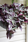 Tradescantia Plant Live 4'' Pot, Variegated Wandering Jew, Tradescantia Hanging Vine, Indoor Houseplant for Planting (Purple Wandering Jew)