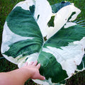 2 White Green Colocasia Live Plants, Alocasia Elephant Ear Live Plant for Growing, 4-6" Tall, Cold Hardy, Indoor Outdoor Planting