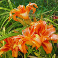 10 Double Orange Daylily Bulbs for Planting, Daylilies Perennial Bulbs, Annual Flower Bulb for Gardening