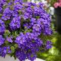 Pack 3 Purple Verbena Plants Live Perennial Ground Cover, No Pot, 5-9" in Tall, Can Grow As Trailing Bushes, Spring Flowers
