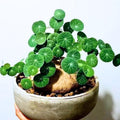 Medium Stephania Cephalantha Live Caudex Plant, Rare Succulent Houseplant for Indoor Decor, Root 2.5-3.5 Inch Wide, Very Hardy