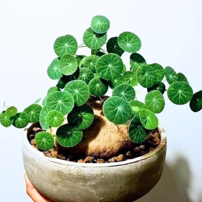 Medium Stephania Cephalantha Live Caudex Plant, Rare Succulent Houseplant for Indoor Decor, Root 2.5-3.5 Inch Wide, Very Hardy
