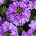 3 Verbena Plants Live, Lavender Verbena Flower Plants, Ground Cover Hanging Basket Plant, 5 to 7 Inc
