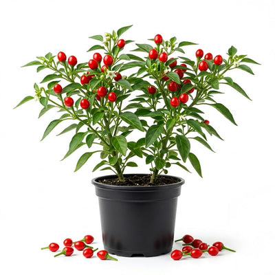 2PPP Chiltepin Pepper Plants Live, Hot Chili Pepper Plants, 4-7'' Tall