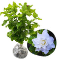 2 Cape Jasmine Plants Live, Frost Proof Gardenia Plant, 5 to 7 Inc Tall, Fragrant Flower Plant, Blooming Jasmine Plants