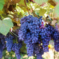 Grape Vine Live Plant to Grow 1-2 Year Old, Sweet Grape Plant Live for Growing, Grape Fruit Well Rooted Plant Bareroot (Concord Grape)