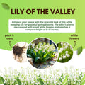 White Lily of the Valley Bulbs for Planting, 6 Bareroots May Lilies Plant for Outdoor Gardening, Stunning White Flowers for Long Lasting Blooms