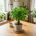 Money Tree, Live Money Tree Houseplant, 6-10 Inc Tall, Air Purifying, Easy Care Indoor Plant, Ideal for Living Room, Office Decoration