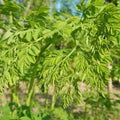 2 Moringa Trees Live Plants, Malunggay Drumstick Horseradish Tree, Moringa Oleifera 6"-8" Tall for Planting