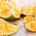 2 Jackfruit Trees Live Plants, Well-Rooted 1 Year Old Seedling Tropical Jackfruit Fruit in 4 Inch Pot, Yellow Sweet