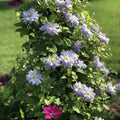 Clematis Vine Plant Live for Planting, White Blue Clematis Plant Live in 2.5 Inches Pot, Clematis Flowers Perennial